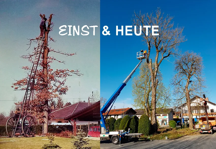 Baumfaellung-eins-heute Baumfällungen vor 50 Jahren und heute - eine kleine Rückschau.