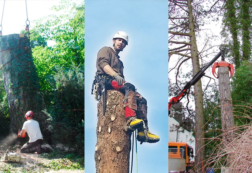 Schritt für Schritt zum gefällten Baum. Mit Ruhe und Kraft fällt jeder Baum.