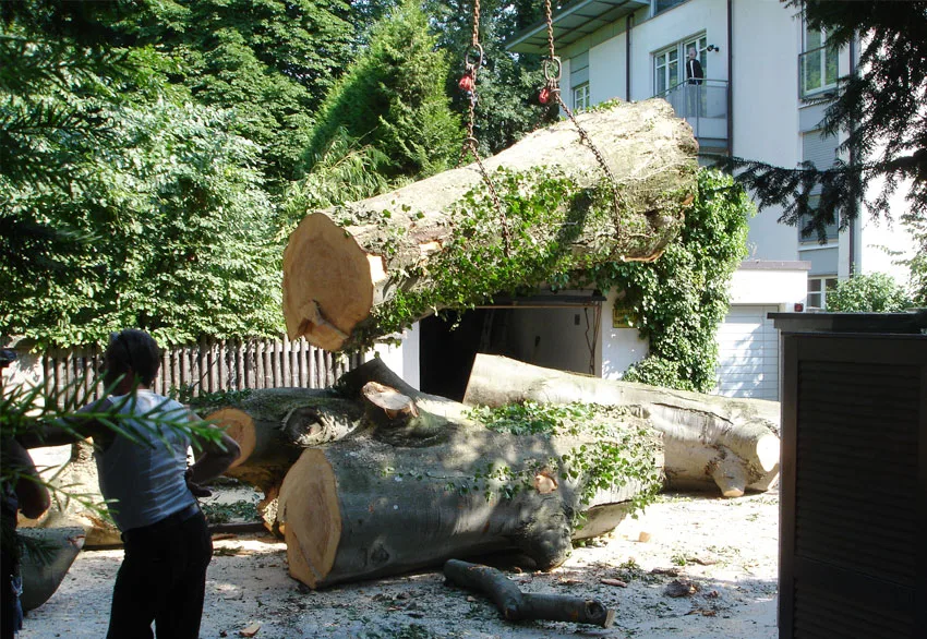 Nach der Baumfällung transportieren wir die Baumstämme ab und hinterlassen Ihnen einen besenreinen Garten.