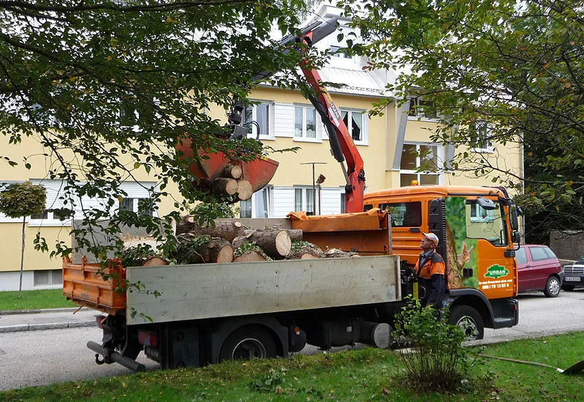 Sichere und präzise Baumfällungen durch die Firma Urban Münchner Baumpflege