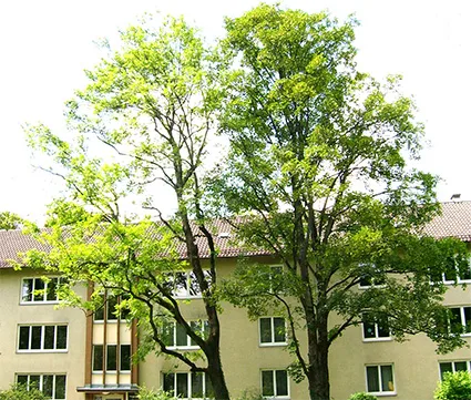 Die Baumauslichtung ist wichtig für den gesunden Wuchs von großen Bäume - und Sie bekommen wieder Sonne in Ihre Wohnung.