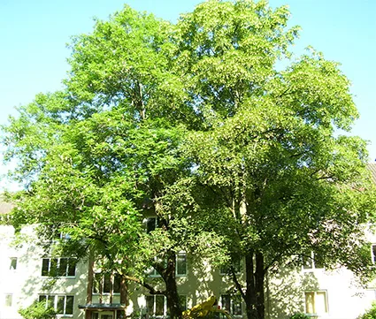 Dieser Baum braucht dringend eine fachmännische Auslichtung. Bruchgefahr wird reduziert, frisches Wachstum gefördert - der Baum verjüngt sich.