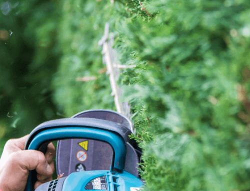 Hecke schneiden im Sommer – wann Sie schneiden dürfen und wann Sie bis zu 10.000 Euro riskieren
