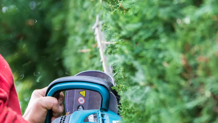Hecke schneiden im Sommer