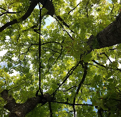 Dreicksverspannung Urban Münchner Baumpflege
