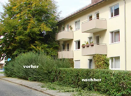 Heckenschnitt Urban Münchner Baumpflege