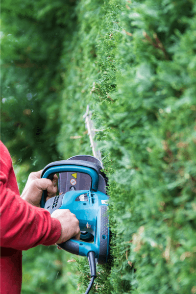 Hecke schneiden im Sommer