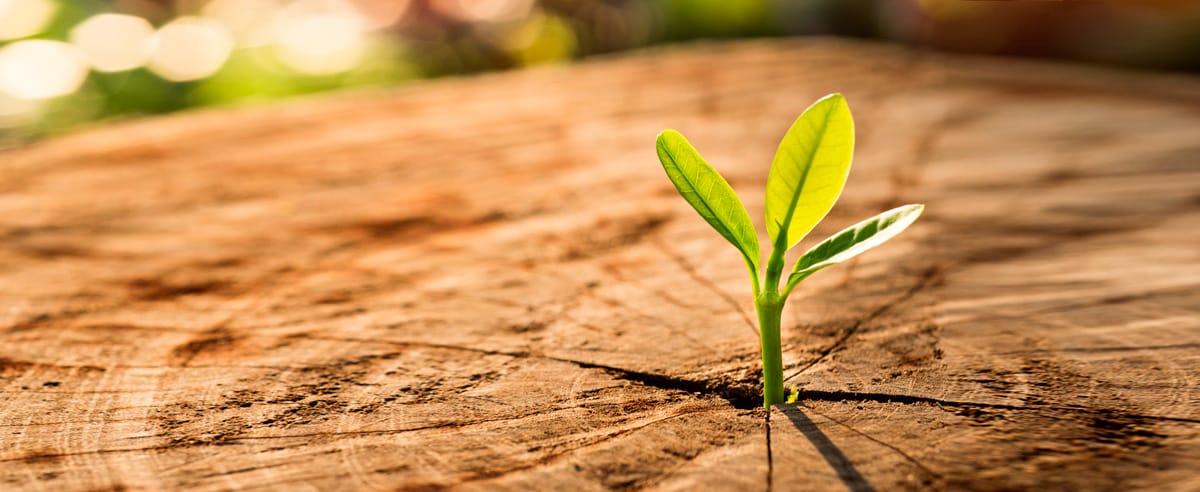 Rechtliches Urban Münchner Baumpflege
