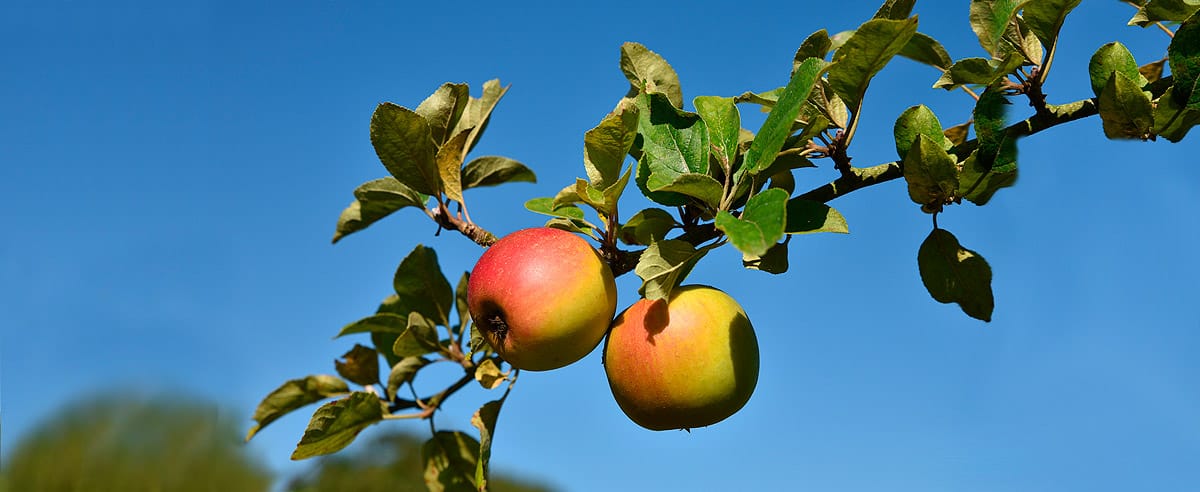Beste Obsternte durch die Baumpflege von der Firma Urban Münchner Baumpflege