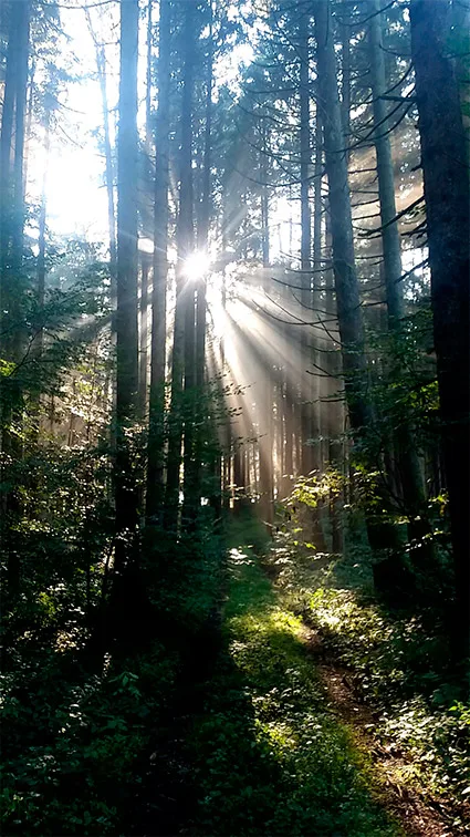 Waldlicht Schöne Momente im gesunden Wald. Wir helfen Ihnen Ihren Wald gesund zu halten - Baumpflege München, Alex und Elmar Urban