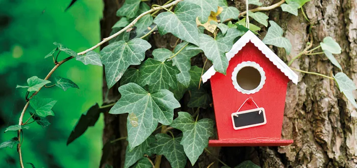 bundesnaturschutzgesetz Das Bundesnaturschutzgesetz sollte jeder Garten- und Waldbesitzer mal gelesen haben. Wir kennen es gut und helfen Ihnen, die Regeln einzuhalten.
