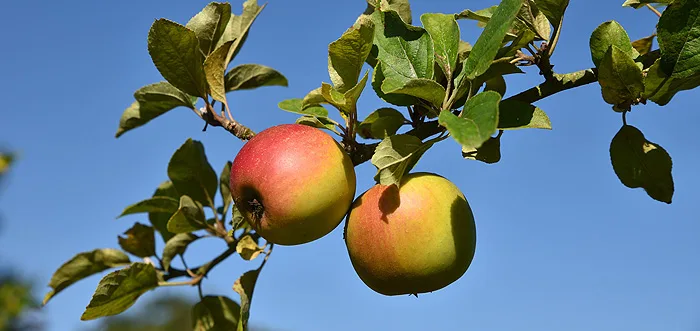 obstbaumschnitt Bäume brauchen einen fachmännischen Schnitt für Stabilität und guten Ertrag