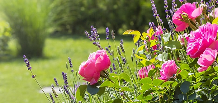 rosenbeet- Manche Blumen, wie z.B. Rosen, brauchen mehr Wasser als anderen Stauden. Damit kein Kampf ums Wasser entsteht, legen wir Ihnen gerne ein Bewässerungssystem in Ihre Beete.