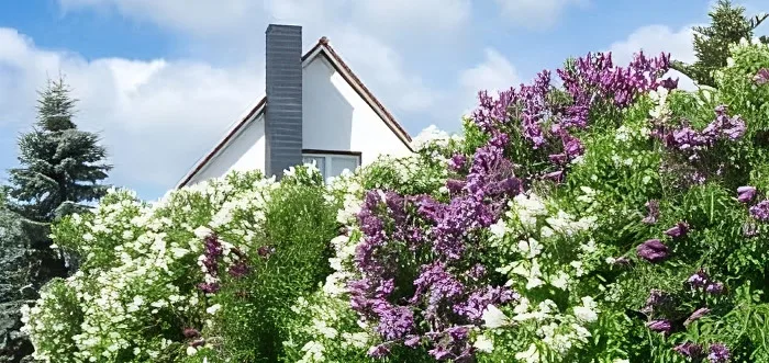 straecher-und-hecken Die richtige Sträucherpflege ist ein Muss für eine wahre Blütenpracht. Über so eine üppige Hecke freut sich Mensch und Tier.